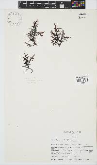 Chondracanthus teedei image
