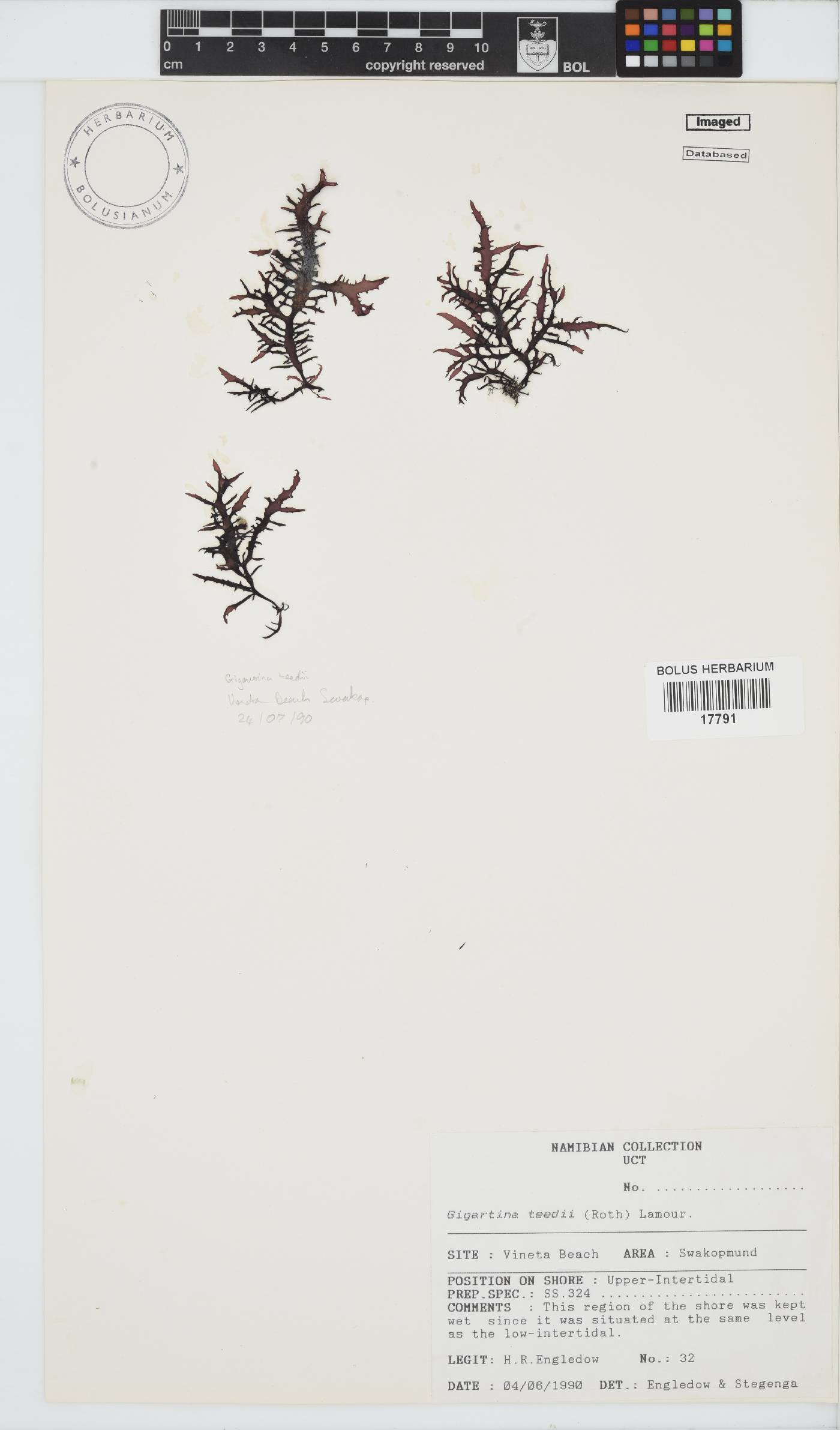 Chondracanthus teedei image