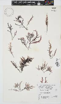 Chondracanthus teedei image