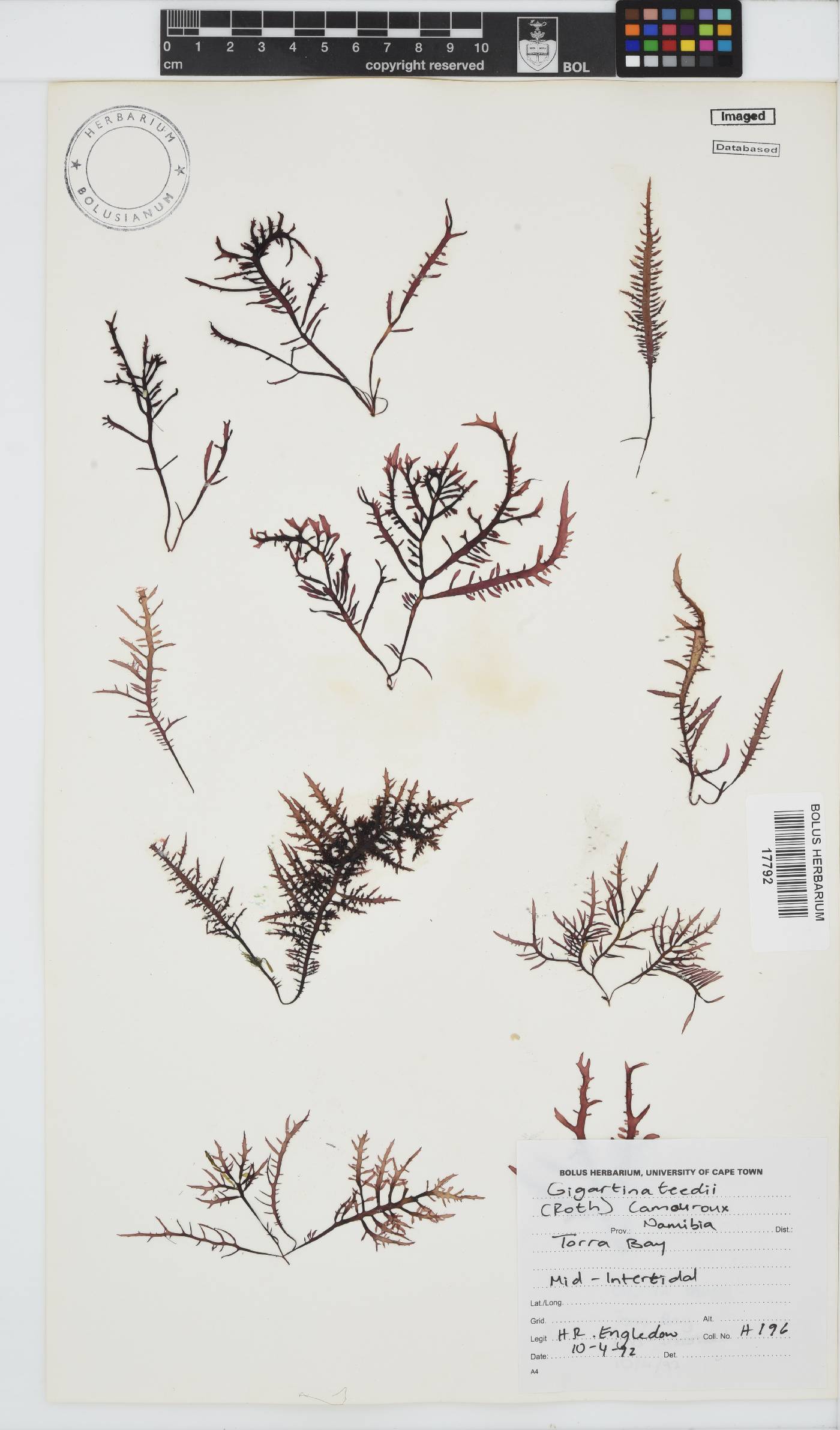 Chondracanthus teedei image