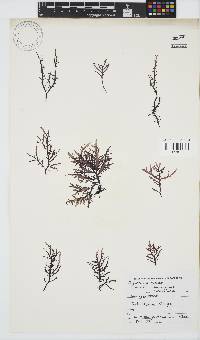 Chondracanthus teedei image