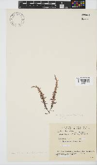 Chondracanthus teedei image