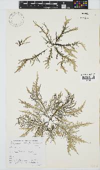 Chondracanthus teedei image