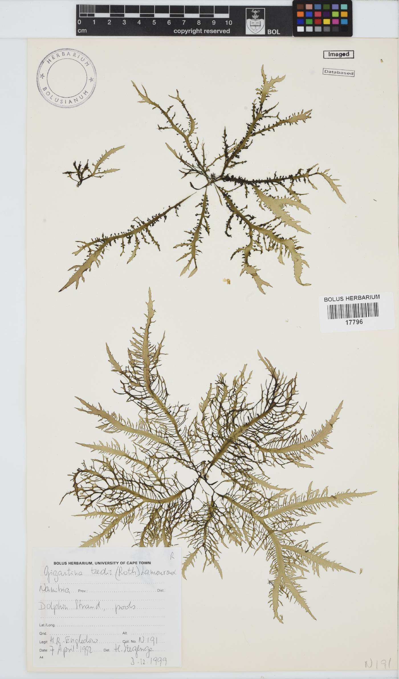 Chondracanthus teedei image