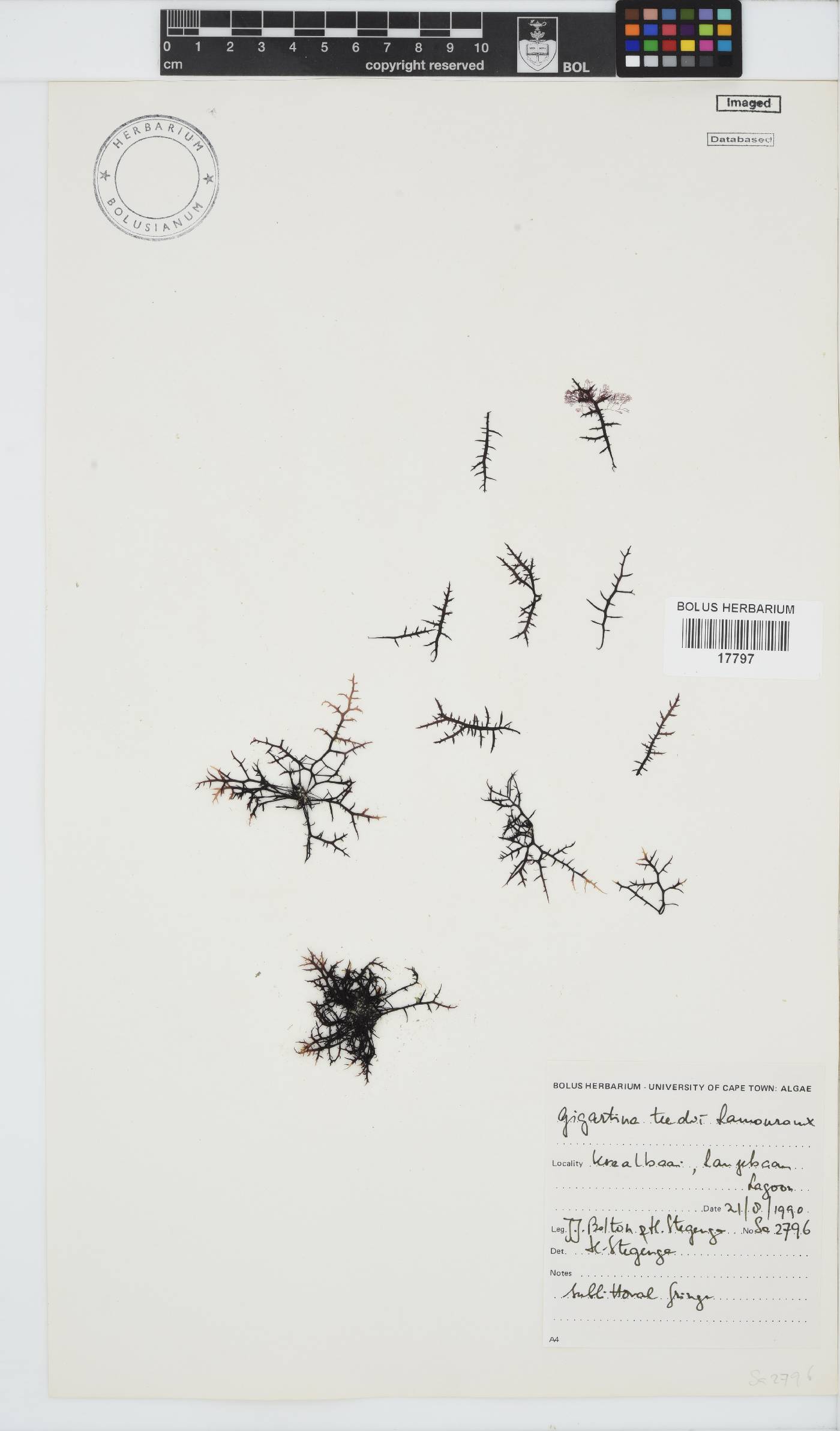 Chondracanthus image