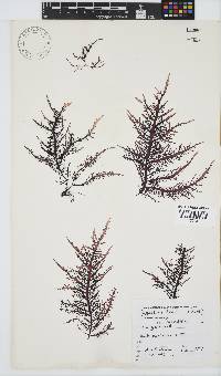 Chondracanthus teedei image