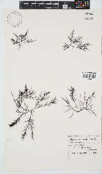 Chondracanthus teedei image