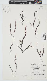 Chondracanthus teedei image