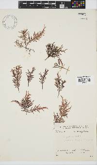 Chondracanthus teedei image