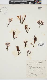 Image of Chondrus verrucosus