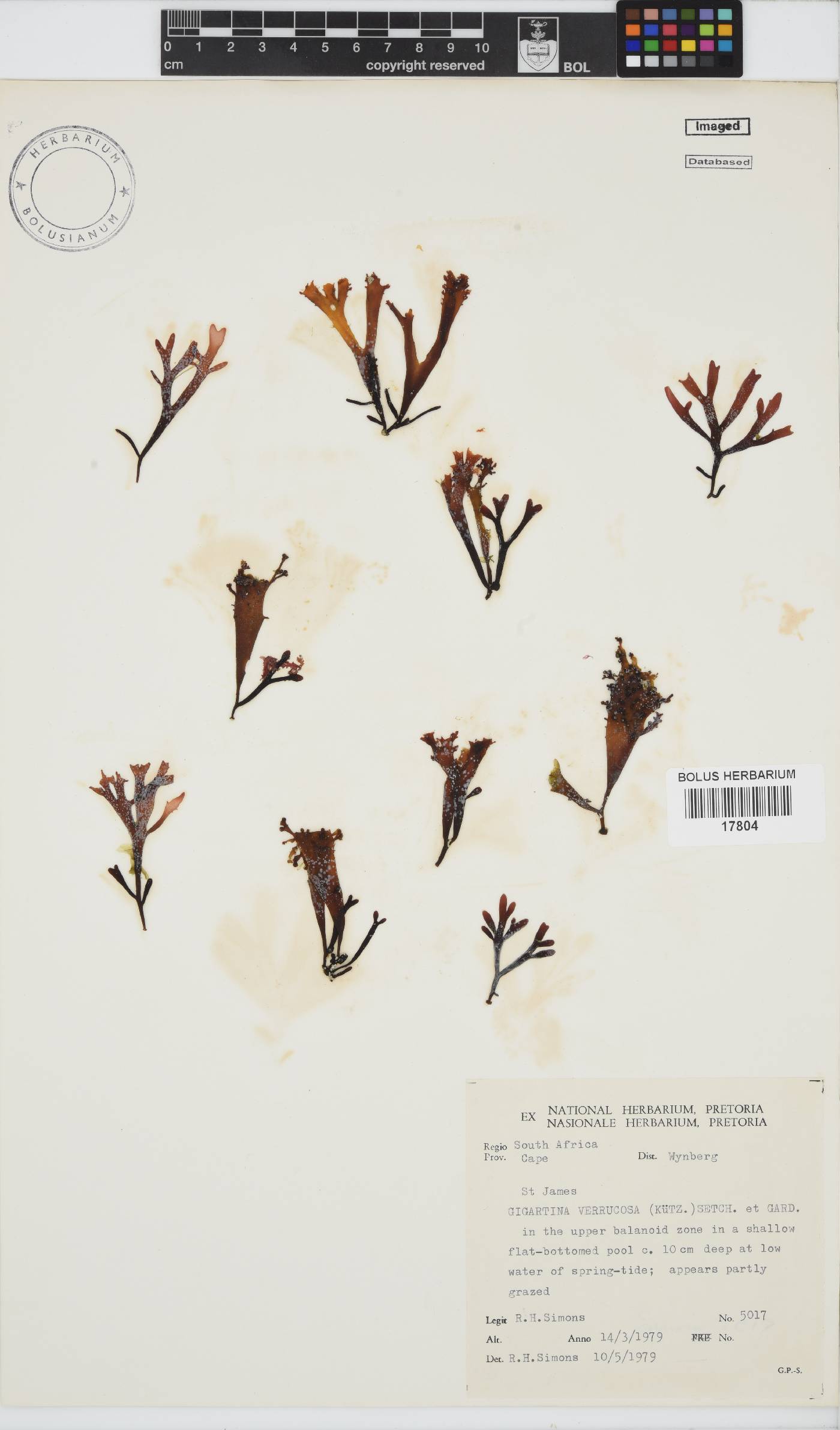 Chondrus image