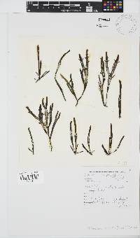 Sarcothalia stiriata image