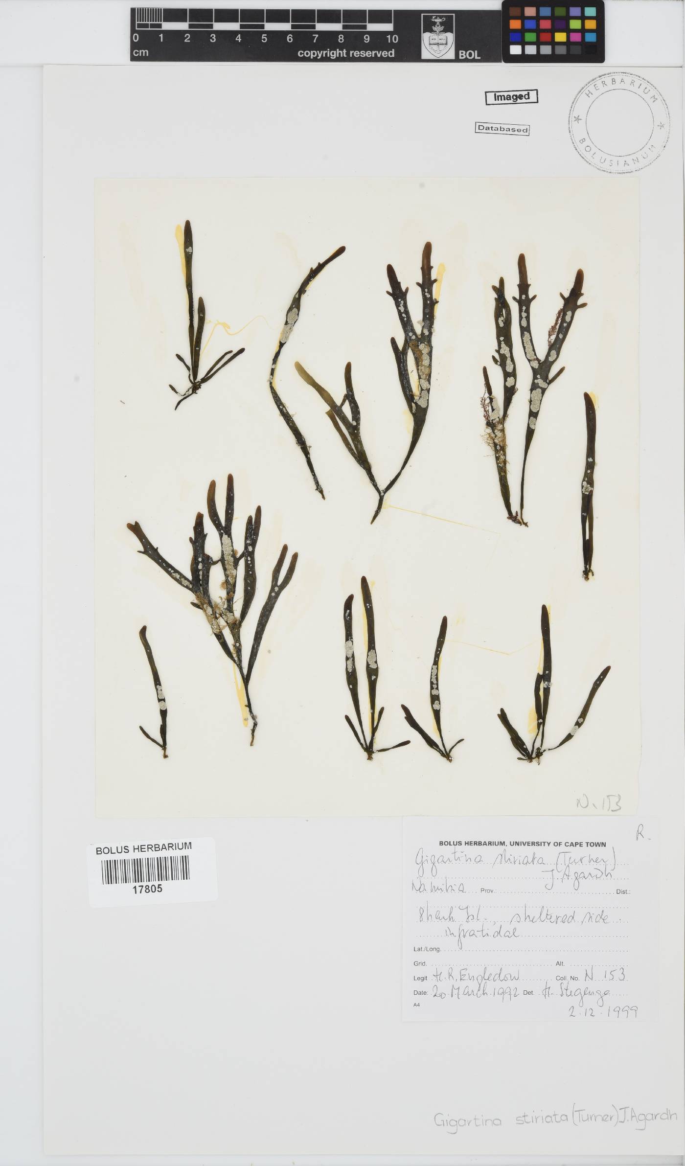 Sarcothalia image