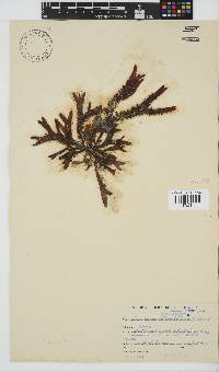 Sarcothalia stiriata image