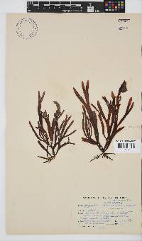 Sarcothalia stiriata image