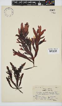 Sarcothalia stiriata image