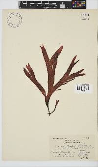 Sarcothalia stiriata image