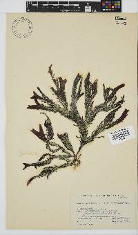 Sarcothalia stiriata image