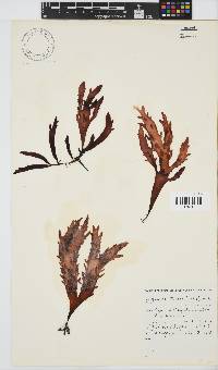 Sarcothalia stiriata image