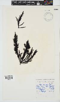 Sarcothalia stiriata image