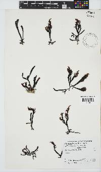 Sarcothalia stiriata image
