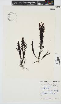 Sarcothalia stiriata image