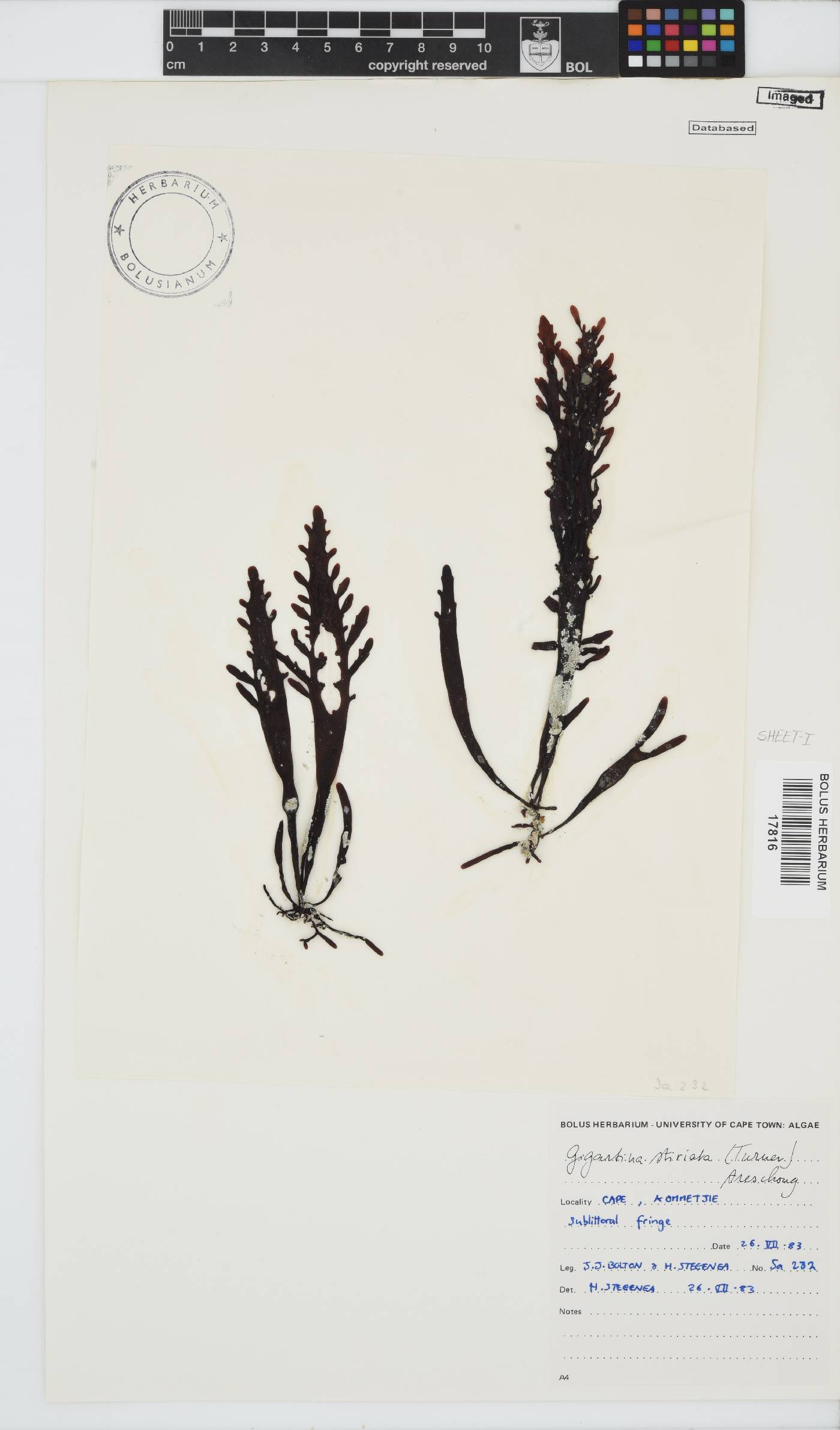 Sarcothalia stiriata image