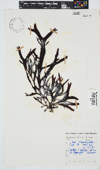 Sarcothalia stiriata image