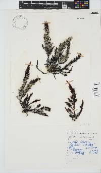 Sarcothalia stiriata image