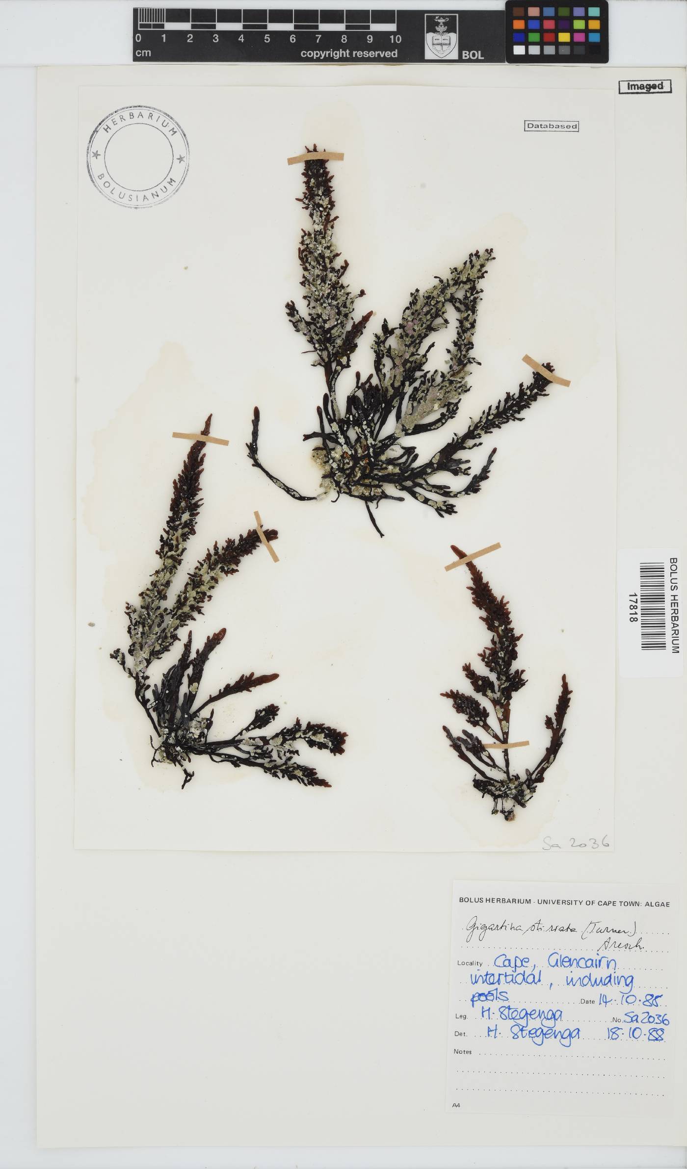 Sarcothalia stiriata image