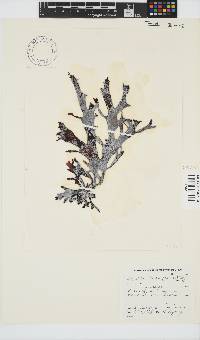 Sarcothalia stiriata image