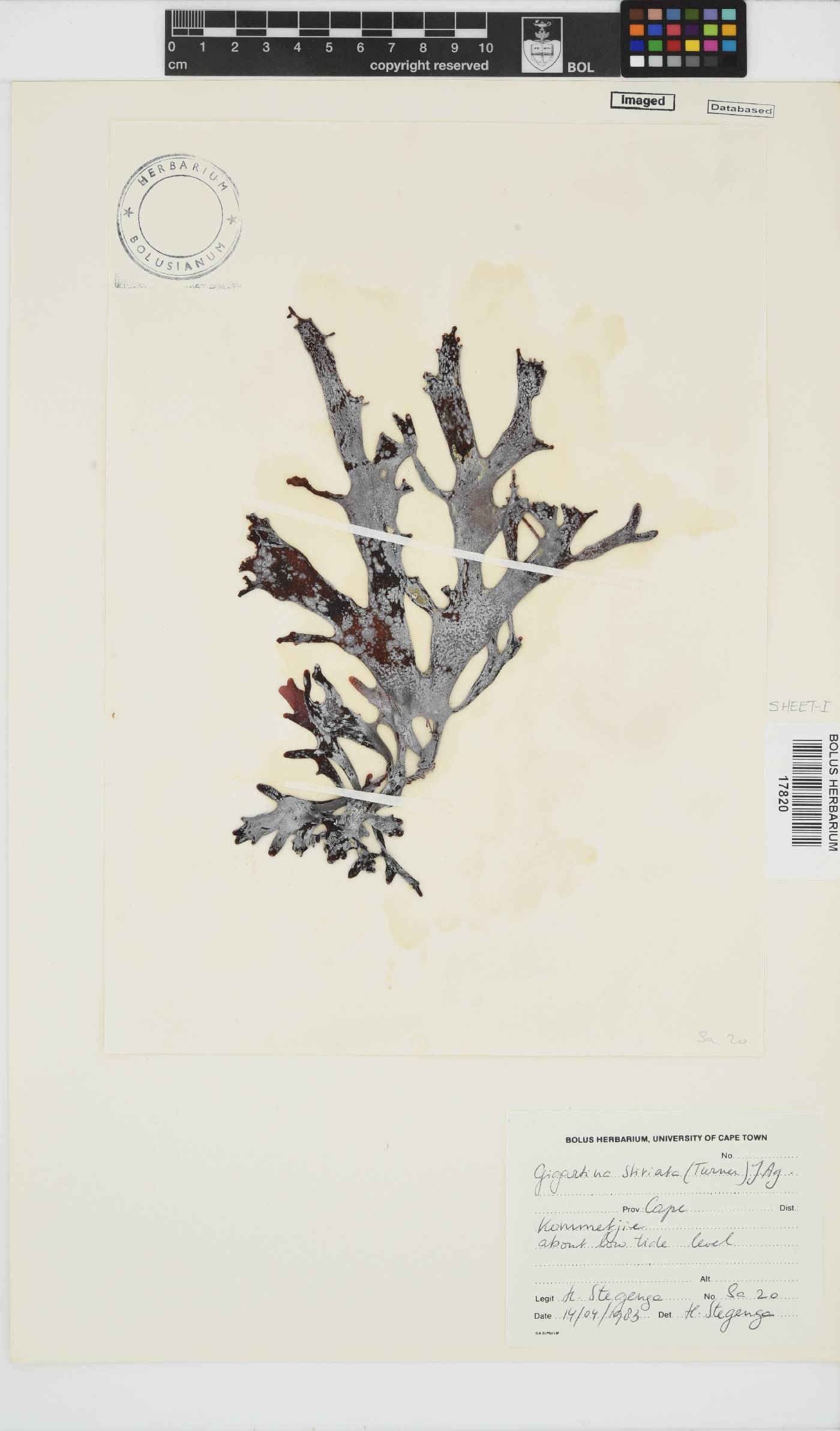 Sarcothalia stiriata image