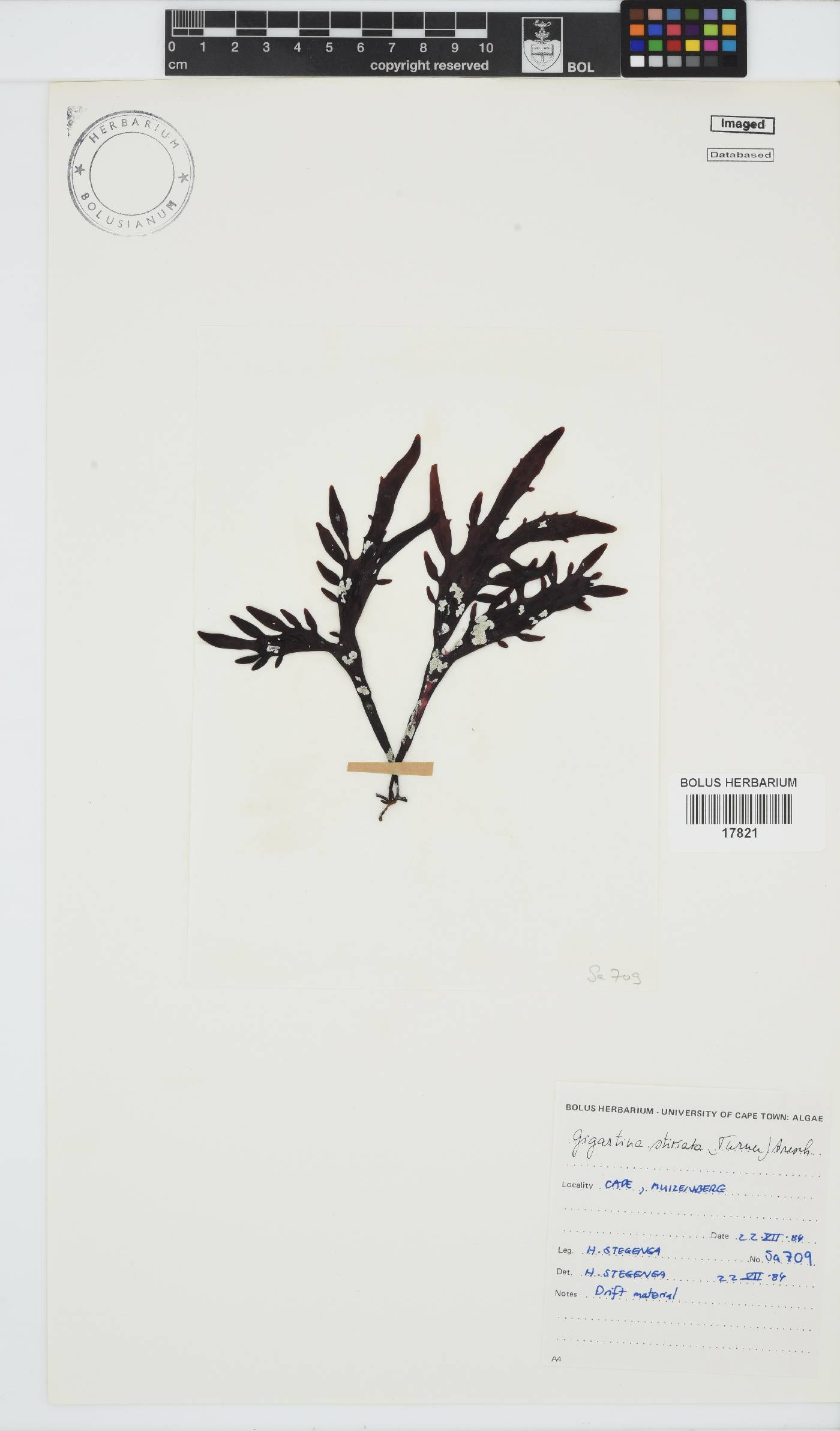 Sarcothalia stiriata image