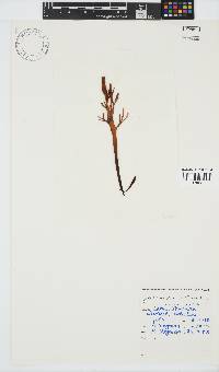 Sarcothalia stiriata image