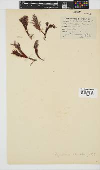 Sarcothalia stiriata image