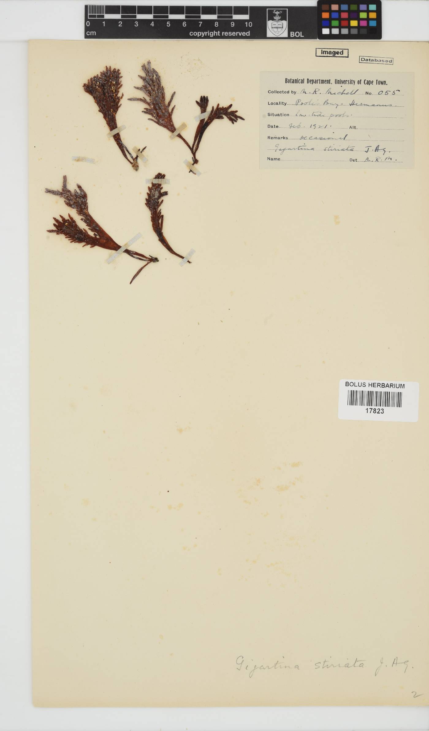 Sarcothalia stiriata image