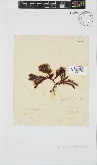 Sarcothalia stiriata image