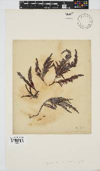 Sarcothalia stiriata image