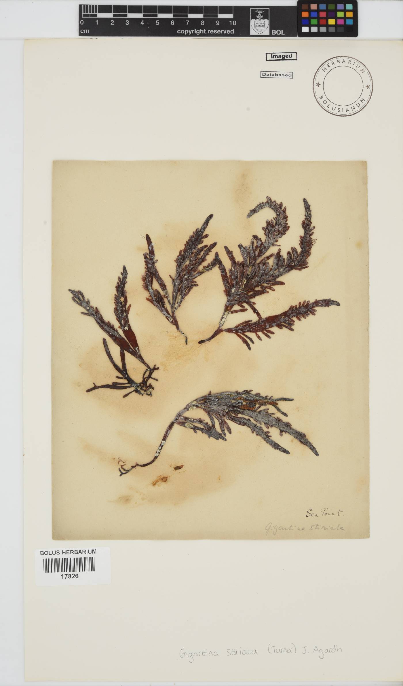 Sarcothalia stiriata image