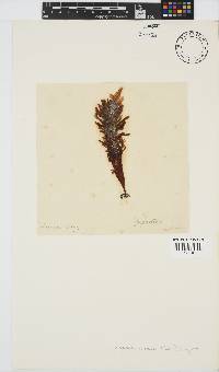 Sarcothalia stiriata image