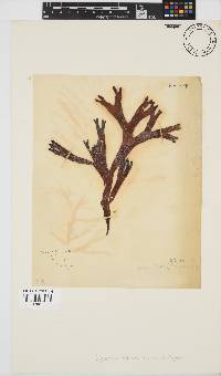 Sarcothalia stiriata image