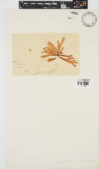 Sarcothalia stiriata image