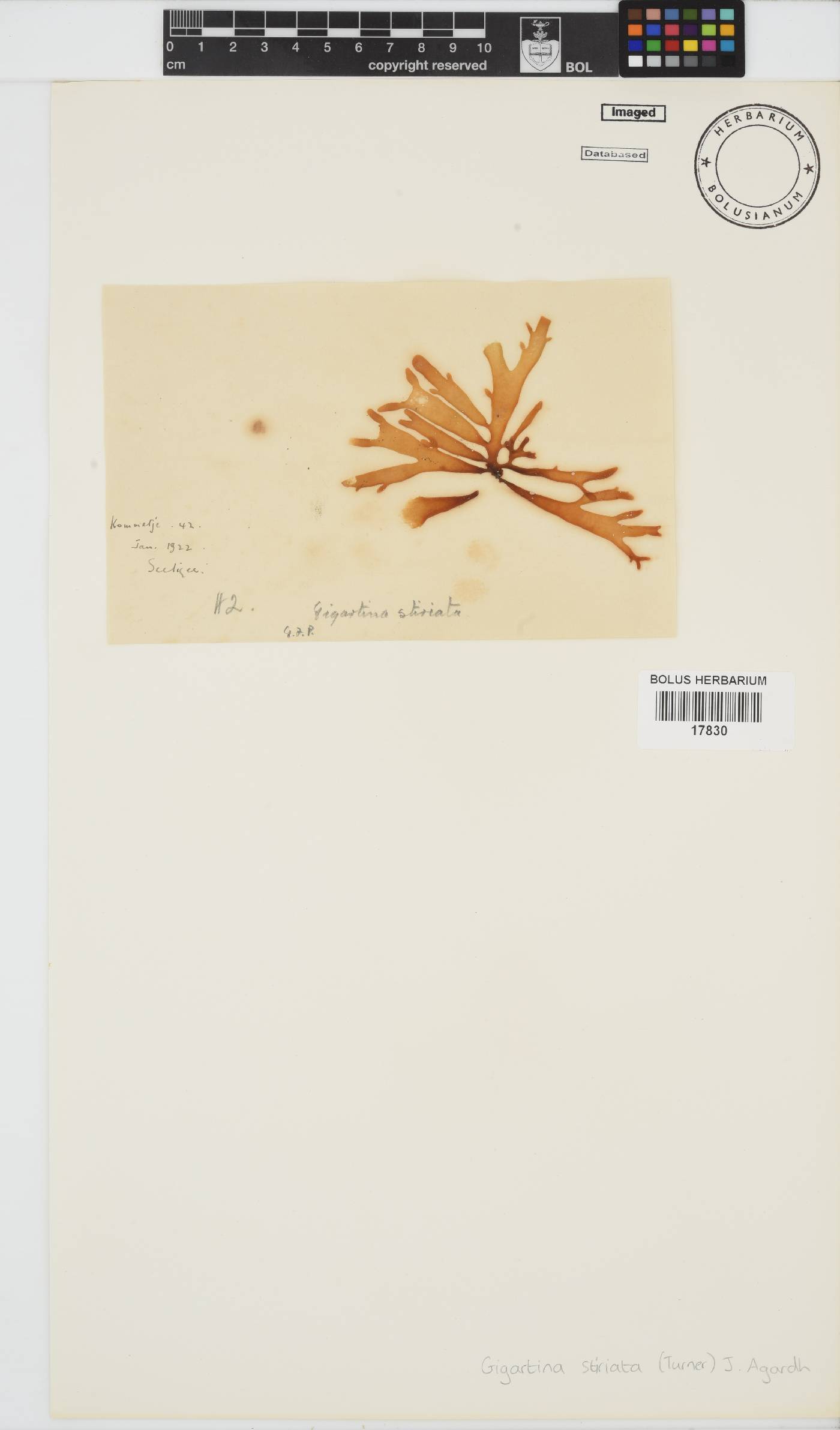 Sarcothalia stiriata image