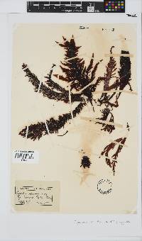 Sarcothalia stiriata image
