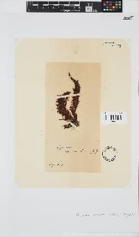 Sarcothalia stiriata image