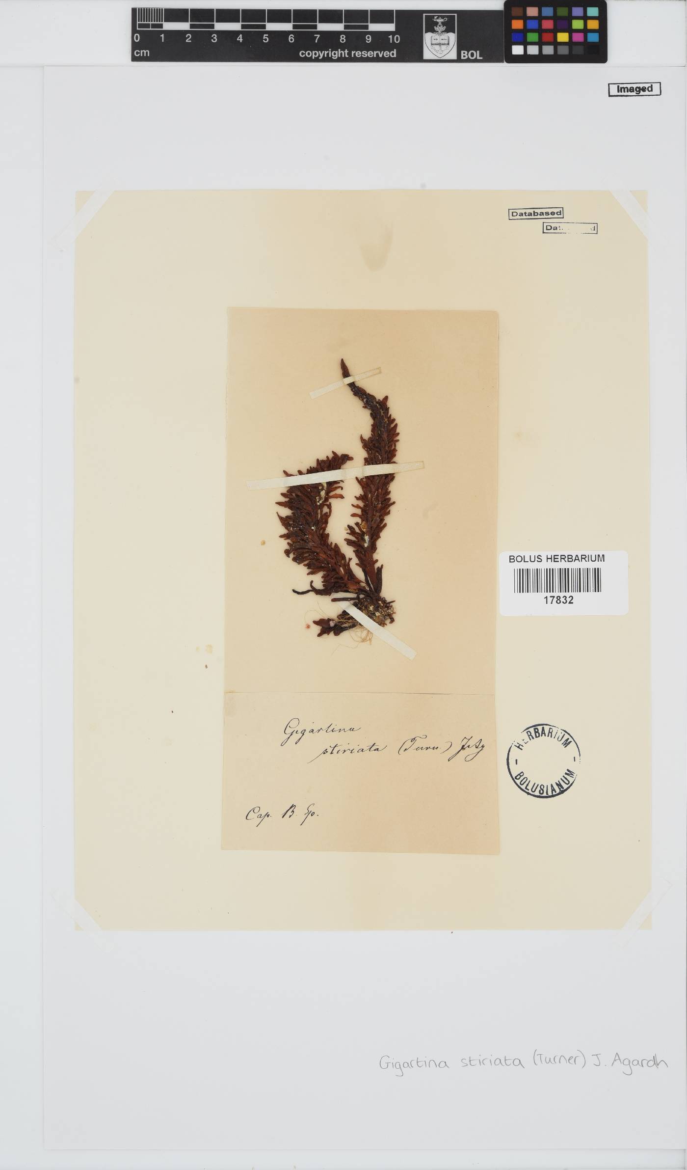 Sarcothalia stiriata image