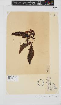 Sarcothalia stiriata image