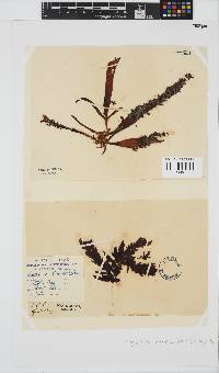 Sarcothalia stiriata image