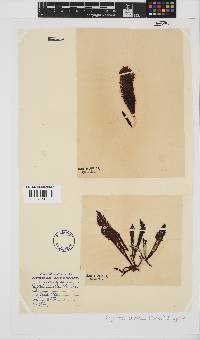Sarcothalia stiriata image
