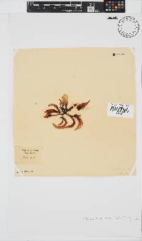 Sarcothalia stiriata image